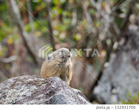 氷河期からの生き残りナキウサギ 132931700