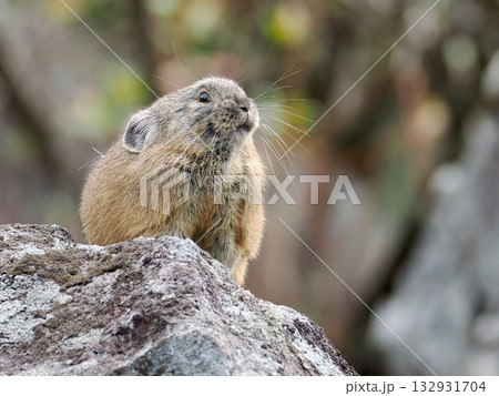 氷河期からの生き残りナキウサギ 132931704