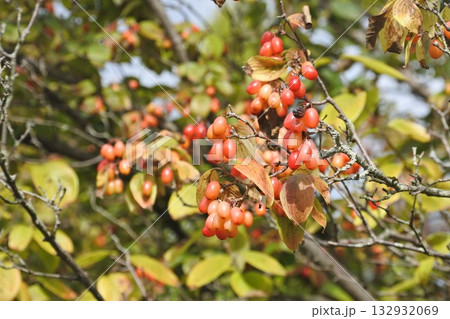 サンシュユ① 132932069