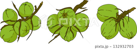 Vector colored illustrations of coconuts. Perfect for tropical for food themed designs. Vector colored illustrations of coconuts. Perfect for tropical for food themed designs. 132932703