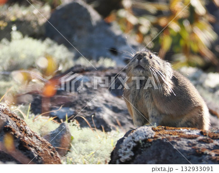 氷河期からの生き残りナキウサギ 氷河期からの生き残りナキウサギ 132933091
