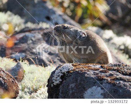 氷河期からの生き残りナキウサギ 132933172