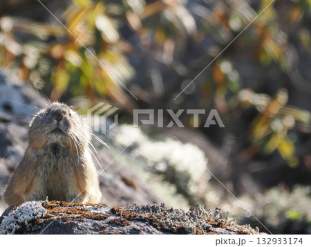 氷河期からの生き残りナキウサギ 氷河期からの生き残りナキウサギ 132933174