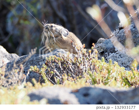 氷河期からの生き残りナキウサギ 氷河期からの生き残りナキウサギ 132933177