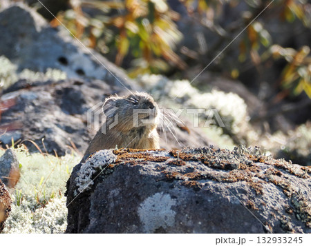 氷河期からの生き残りナキウサギ 132933245