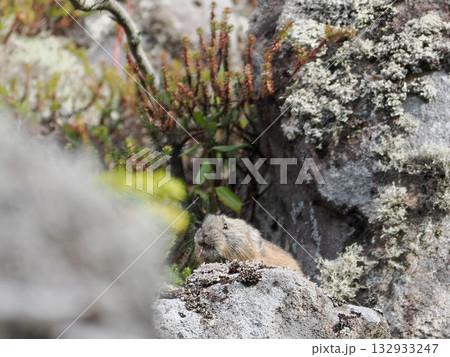 氷河期からの生き残りナキウサギ 132933247