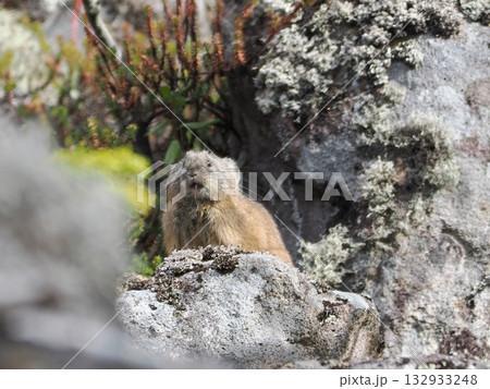 氷河期からの生き残りナキウサギ 氷河期からの生き残りナキウサギ 132933248