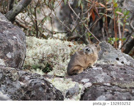氷河期からの生き残りナキウサギ 132933252