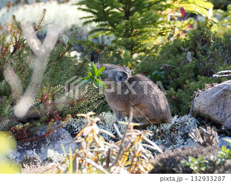 氷河期からの生き残りナキウサギ 氷河期からの生き残りナキウサギ 132933287