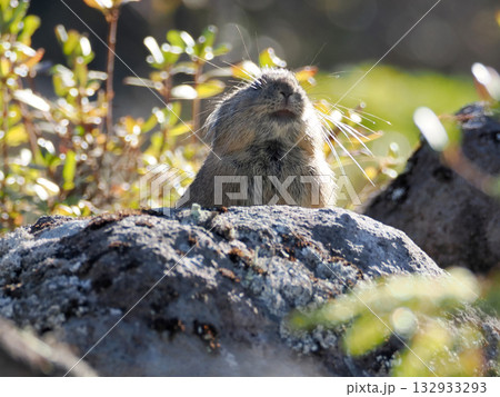 氷河期からの生き残りナキウサギ 132933293