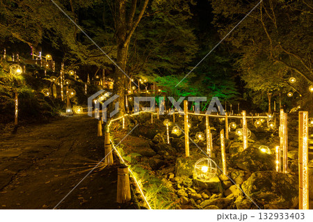 ライトアップされた竹 ライトアップされた竹 132933403