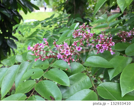 pink star apple or Averrhoa bilimbi flower in garden 132933410
