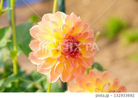 黄色いダリア 132933692