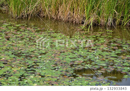 Nature　自然 132933843