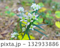 秋の森に咲くセンブリの花 132933886