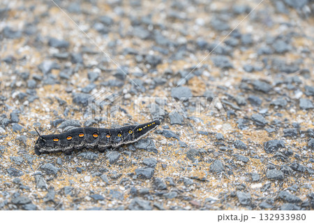 路上を這うイモムシ（セスジスズメ幼虫） 132933980