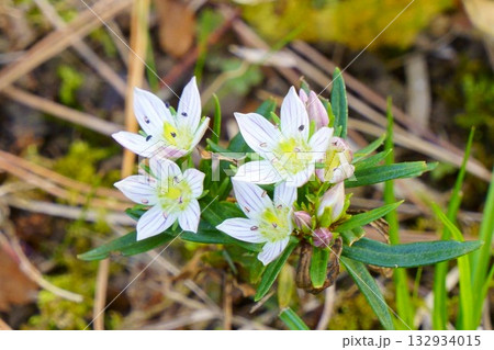 秋の森に咲くセンブリの花 132934015