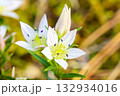 秋の森に咲くセンブリの花 132934016