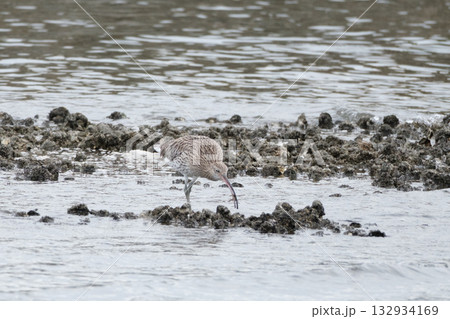 ダイシャクシギ 132934169