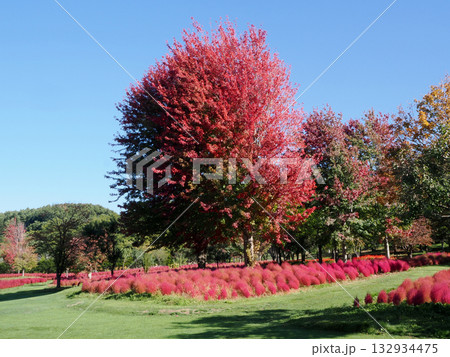 コキアと樹木の紅葉 コキアと樹木の紅葉 132934475