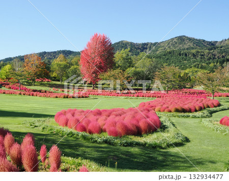 コキアと樹木の紅葉 132934477