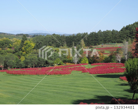 鮮やかなコキアの紅葉 132934481