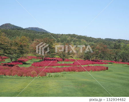 鮮やかなコキアの紅葉 鮮やかなコキアの紅葉 132934482