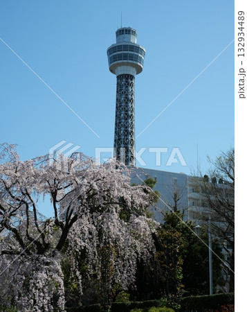 満開の桜越しに見るマリンタワー 満開の桜越しに見るマリンタワー 132934489