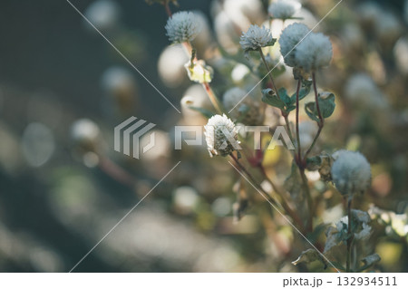 Japanese Gardener 132934511