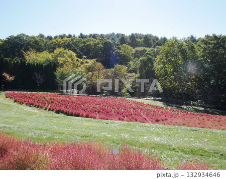 鮮やかなコキアの紅葉 132934646