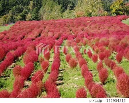 鮮やかなコキアの紅葉 132934815