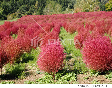 鮮やかなコキアの紅葉 132934816