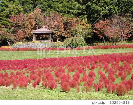 鮮やかなコキアの紅葉 132934818