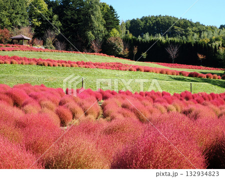 鮮やかなコキアの紅葉 132934823