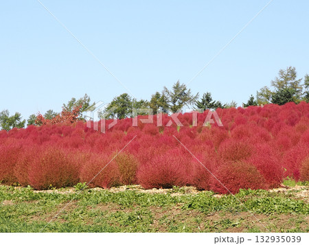 鮮やかなコキアの紅葉 132935039