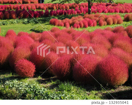 真っ赤に紅葉したコキア 132935041