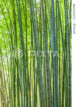 竹林 132935496