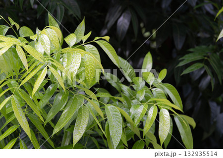 Green Broad leaves Mahogany closeup with water droplets 132935514