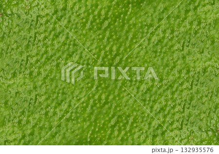アボカドの皮(グラフィック素材・背景素材) 132935576