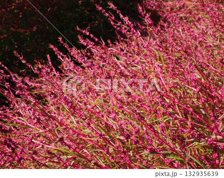 紅葉したコキアのクローズアップ 紅葉したコキアのクローズアップ 132935639