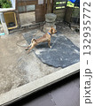 筋トレする犬 132935772