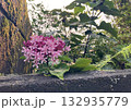 雨上がりの花と晴れ 132935779