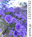紫色の花 132935782