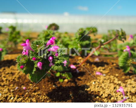 春の休耕地に咲くホトケノザ 132935791