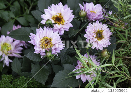 Variety plant decorate in landscaped garden,thailand 132935962