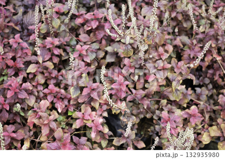 Variety plant decorate in landscaped garden,thailand 132935980