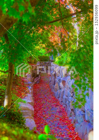 紅葉 132936099