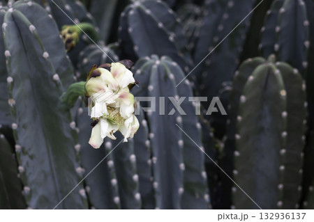 Relaxing view of natural greenery of tropical foliage plant 132936137
