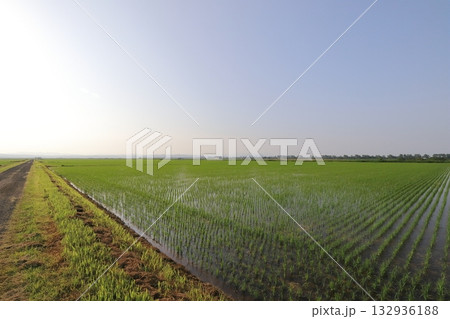 秋田　大潟　八郎潟に広がる巨大な水田 132936188