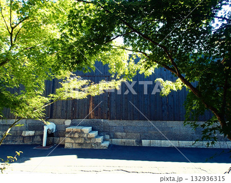 青モミジと倉壁 青モミジと倉壁 132936315